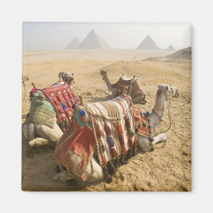 Egypt, Cairo. Resting camels Magnet