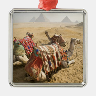Egypt, Cairo. Resting camels Metal Tree Decoration
