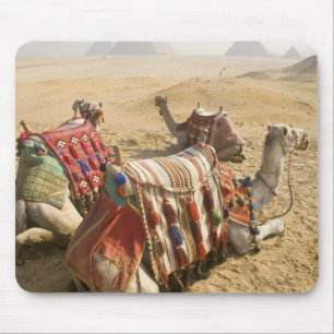Egypt, Cairo. Resting camels Mouse Mat
