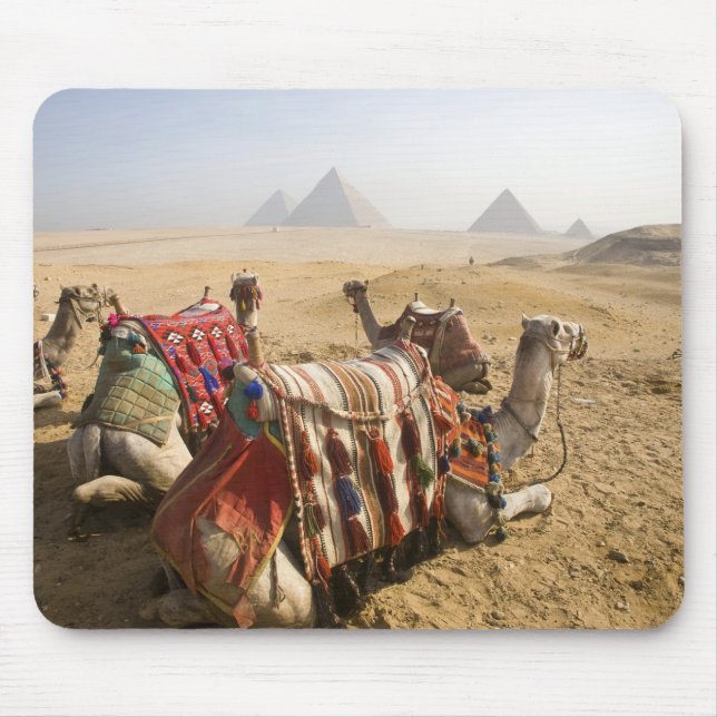 Egypt, Cairo. Resting camels Mouse Mat (Front)