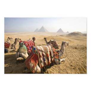 Egypt, Cairo. Resting camels Photo Print