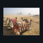 Egypt, Cairo. Resting camels Postcard<br><div class="desc">Egypt,  Cairo Resting camels gaze across the desert sands of Giza to the famed Egyptian pyramids outside Cairo � Dave Bartruff / DanitaDelimont.com</div>