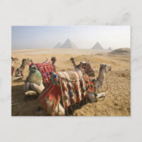Egypt, Cairo. Resting camels