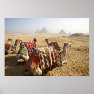 Egypt, Cairo. Resting camels Poster