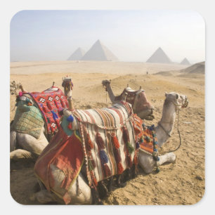 Egypt, Cairo. Resting camels Square Sticker