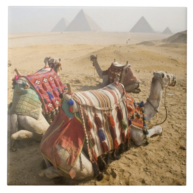 Egypt, Cairo. Resting camels Tile (Front)