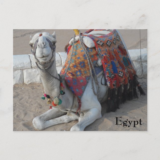 Egypt Camel Postcard (Front)