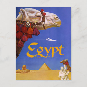Egypt Camel Postcard