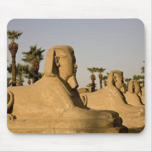Egypt, Luxor. The Avenue of Sphinxes leads to Mouse Mat