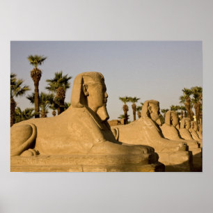 Egypt, Luxor. The Avenue of Sphinxes leads to Poster