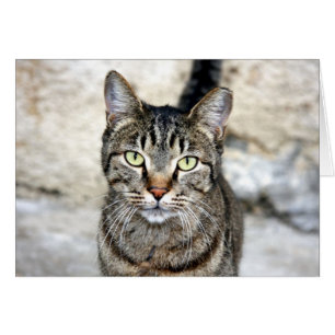 Egyptian Cat