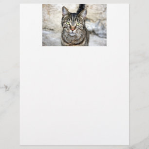 Egyptian Cat Letter Head