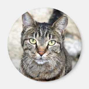 Egyptian Cat Magnet