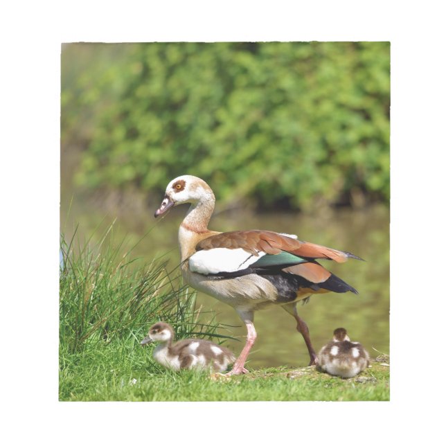 Egyptian Geese and chicks Notepad (Front)