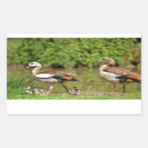 Egyptian Geese and chicks Rectangular Sticker