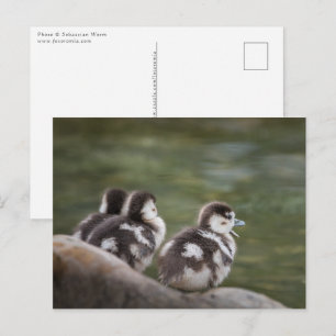 Egyptian Geese Chicks Nature Photo Postcard