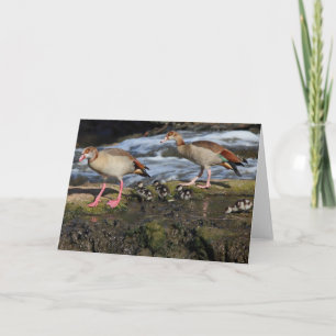 Egyptian Geese family Greeting Card