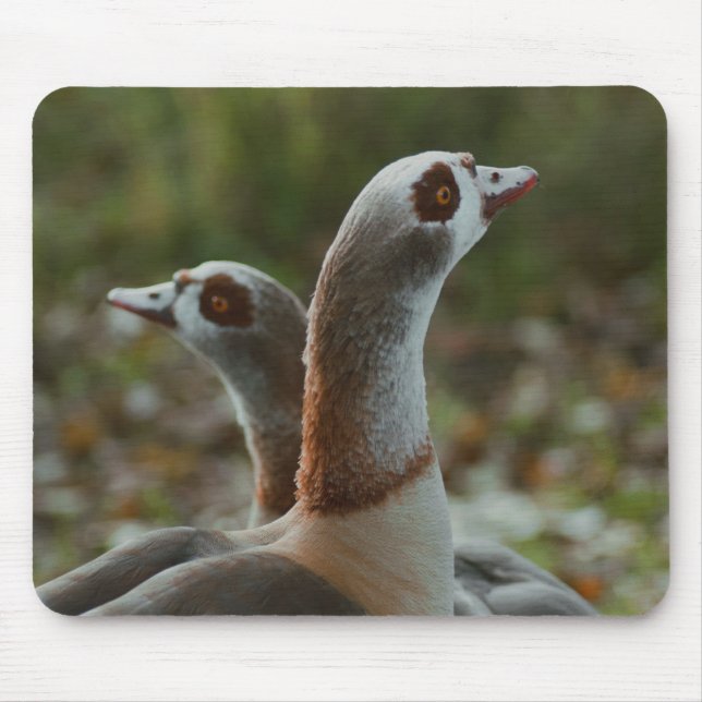 Egyptian geese Mousepad (Front)