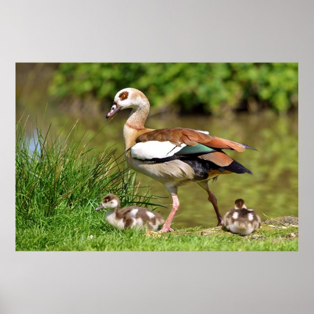 Egyptian Goose and chicks Poster (Front)