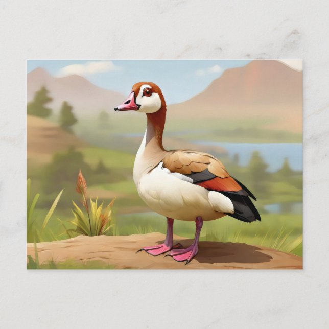 Egyptian Goose by water Postcard (Front)