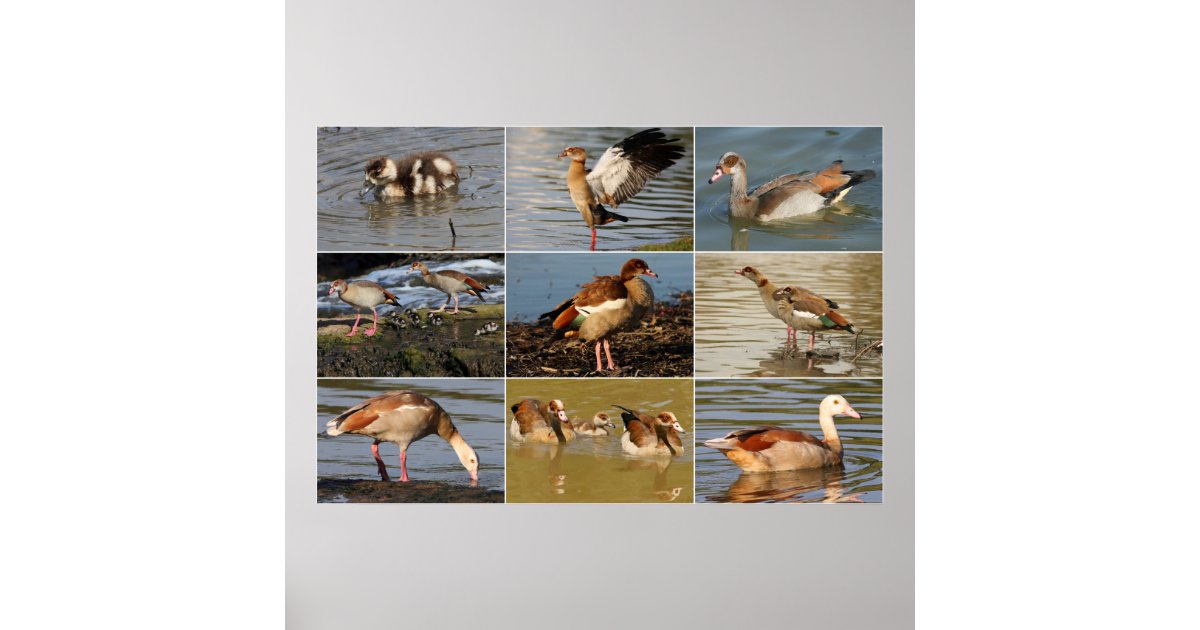 Egyptian Goose Collage Poster | Zazzle