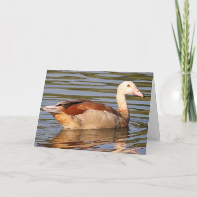 Egyptian Goose Greeting Card (Front)