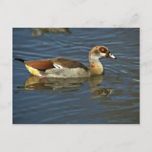 Egyptian Goose Postcard