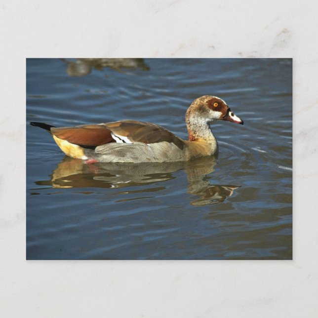 Egyptian Goose Postcard (Front)