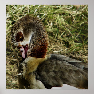 Egyptian goose print