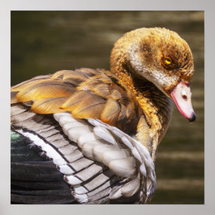 Egyptian Goose Wall Art Wildlife Bird Print