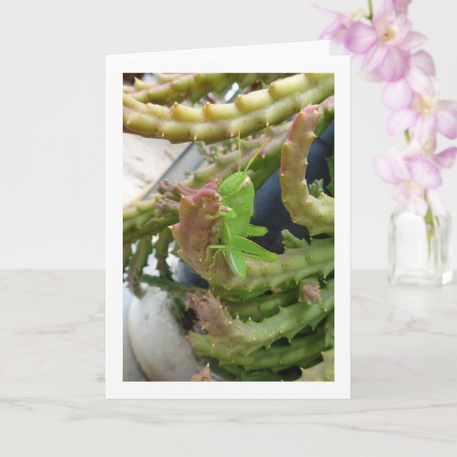 Egyptian Grasshopper Nymph on Carrion Cactus Plant Card (Orchid)