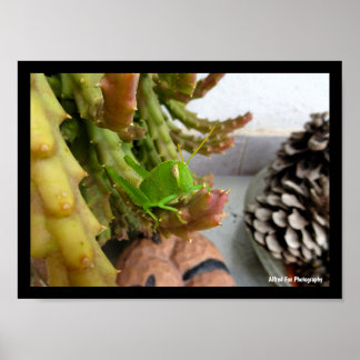 Egyptian Grasshopper Nymph on Carrion Cactus Plant Poster