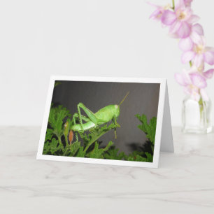 Egyptian Grasshopper Nymph on Citronella Plant Card