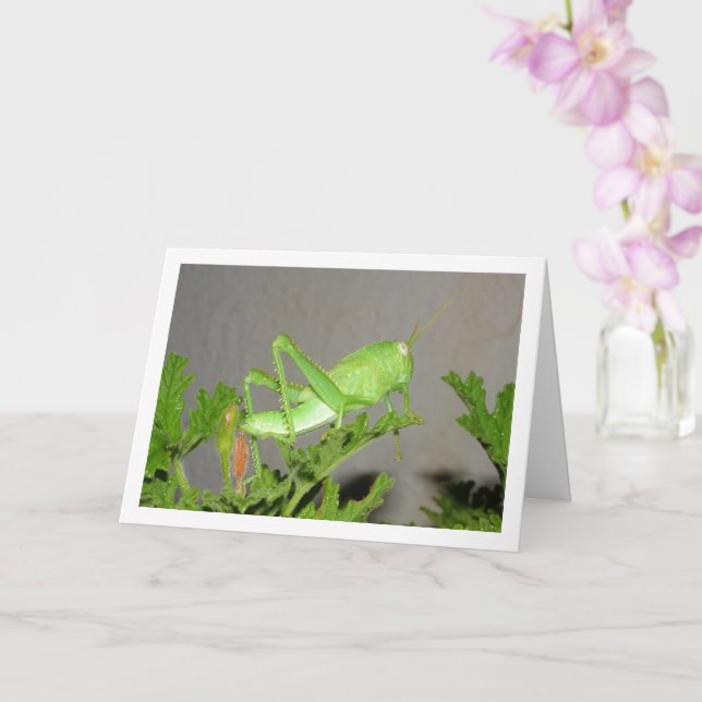 Egyptian Grasshopper Nymph on Citronella Plant Card (Orchid)