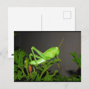 Egyptian Grasshopper Nymph on Citronella Plant Postcard