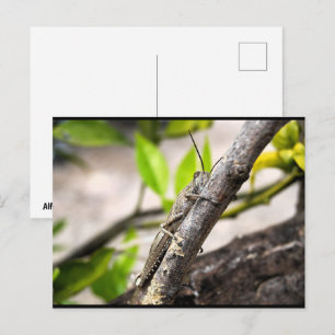 Egyptian Locust on Branch Postcard