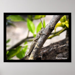 Egyptian Locust on Branch Poster