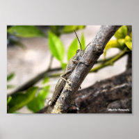 Egyptian Locust on Branch