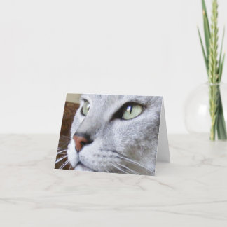 Egyptian Mau Card