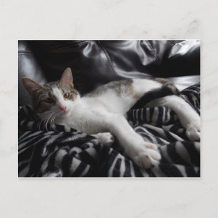 Egyptian Mau Mix Pretty cat Postcard