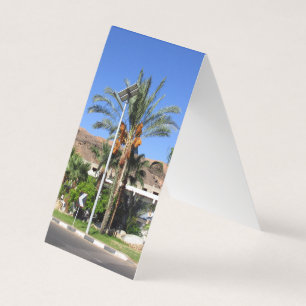 Egyptian palm trees  