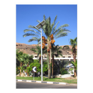Egyptian palm trees   photo print