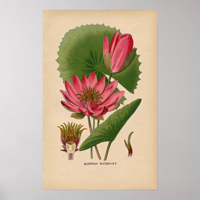 Egyptian Pink Water Lily | Vintage Botanical Print (Front)