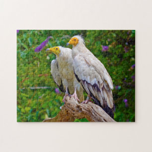 Egyptian Vulture - Bird of Prey. Jigsaw Puzzle