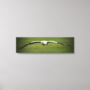 Egyptian Vulture Closeup Panoramic Canvas Print