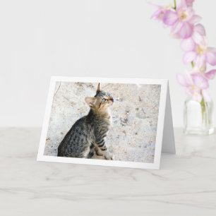 Egyptian Wild Kitten Card