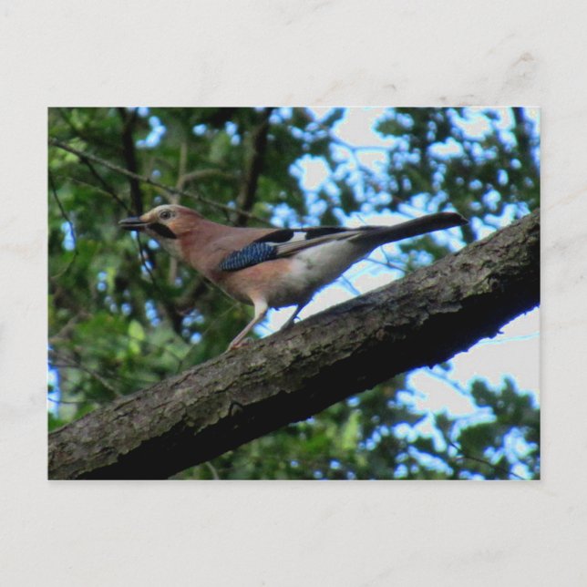 Eichelhäher Postcard (Front)