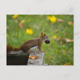 Eichhörnchen-Dieb / squirrel thief Postcard