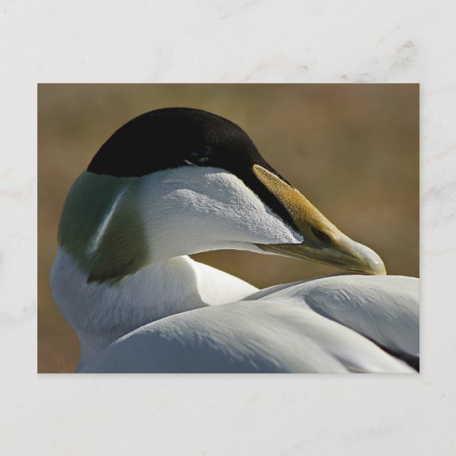 Eider Postcard (Front)