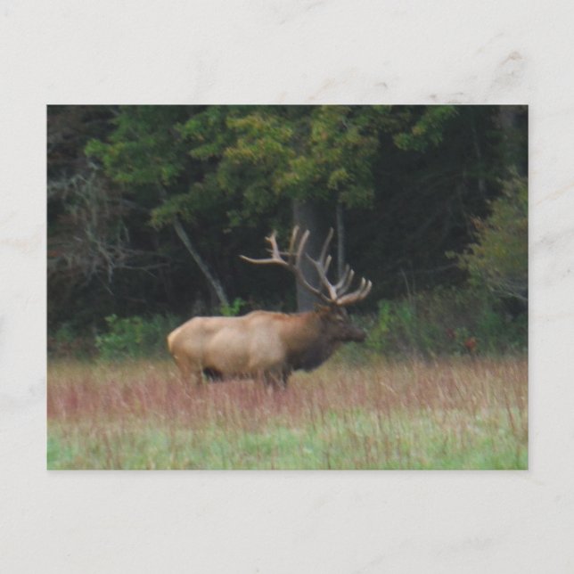 Eight 8 Point Bull Elk in Autumn Postcard (Front)